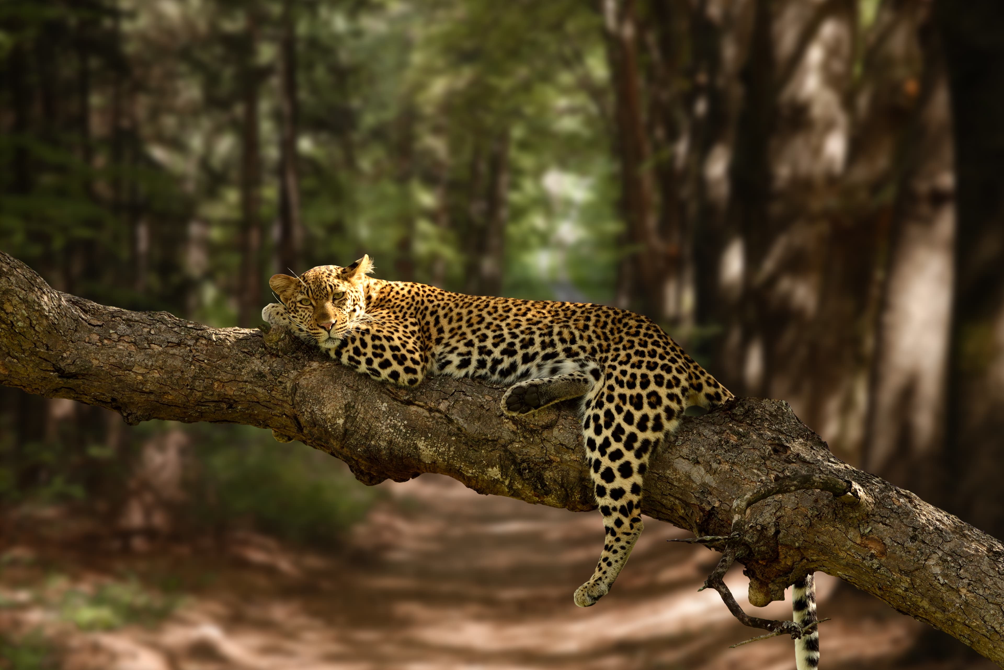 Wildlife Adventure